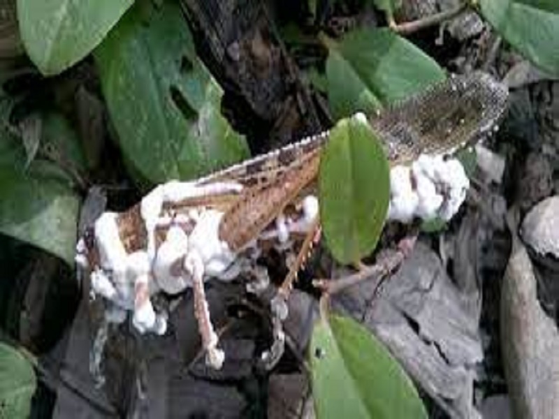 Diosul